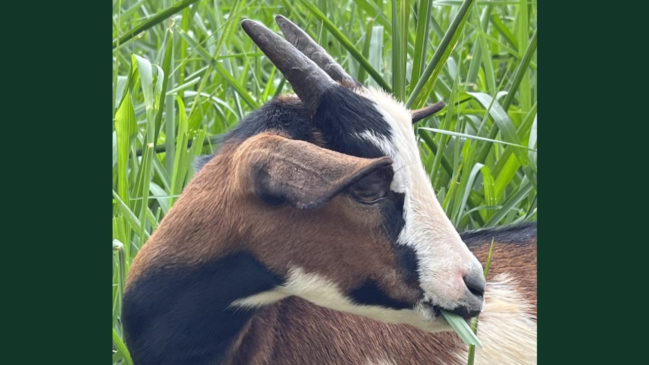 Foto do animal