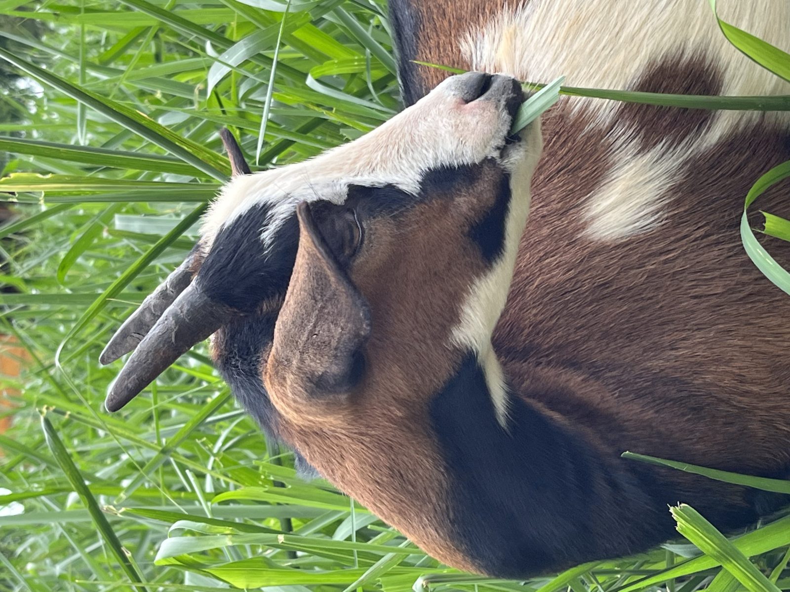 Foto do animal