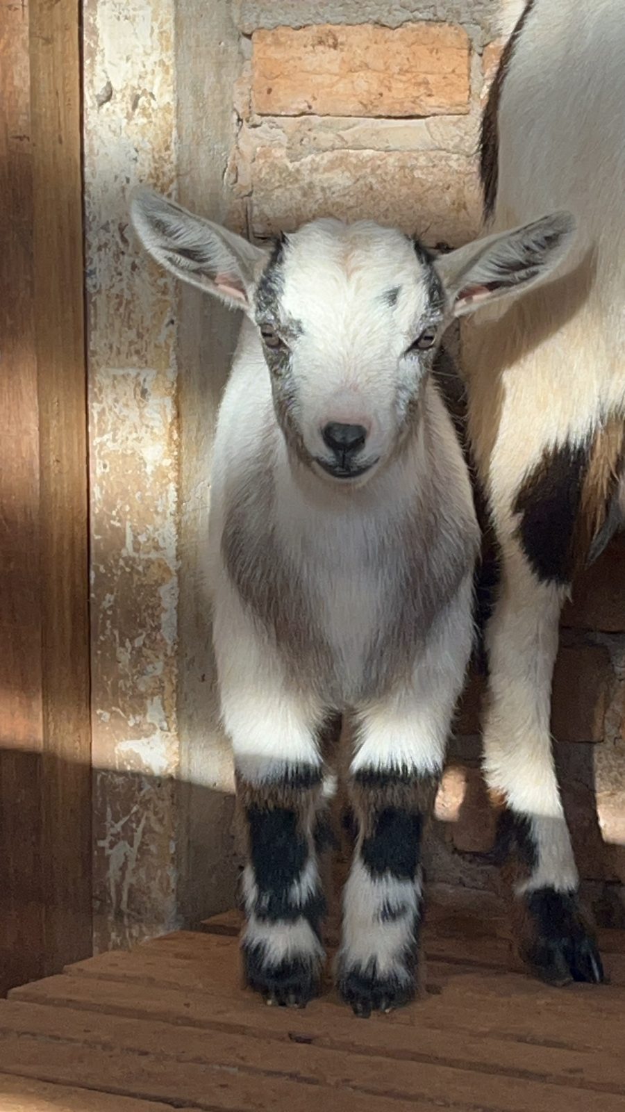 Foto do animal