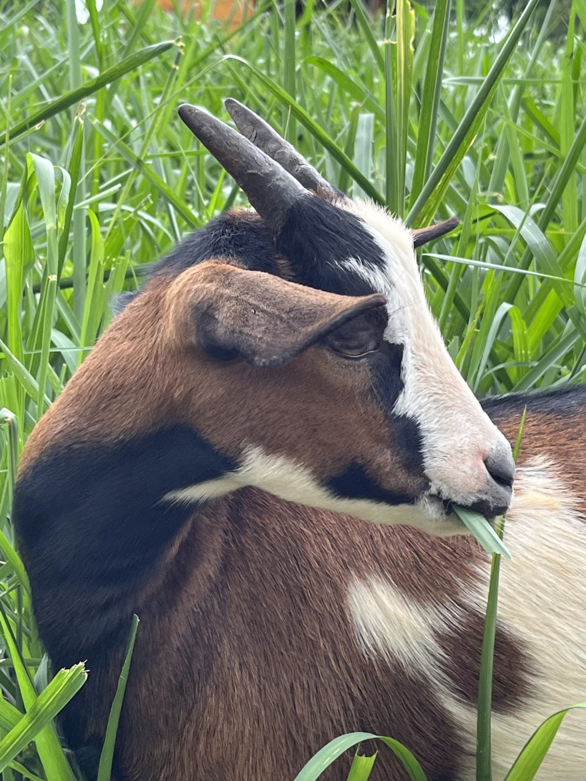 Foto do animal