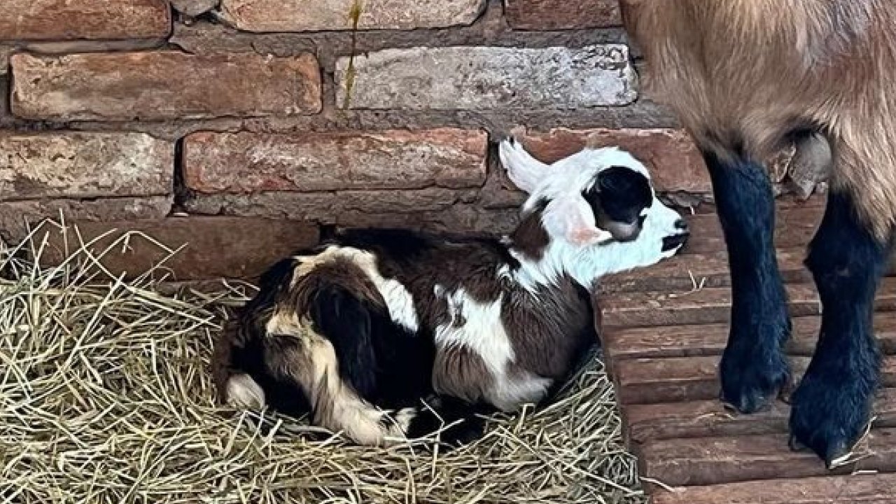 Foto de Cobi